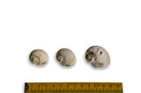 F 16620
<br/>
<br/>
<em></em>